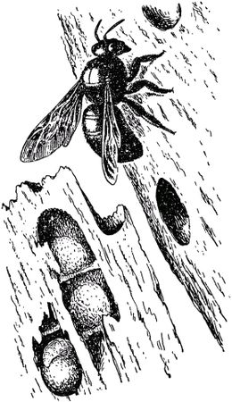 Жан-Анри Фабр - Жизнь насекомых. Рассказы энтомолога