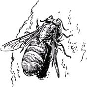 Жан-Анри Фабр - Жизнь насекомых. Рассказы энтомолога