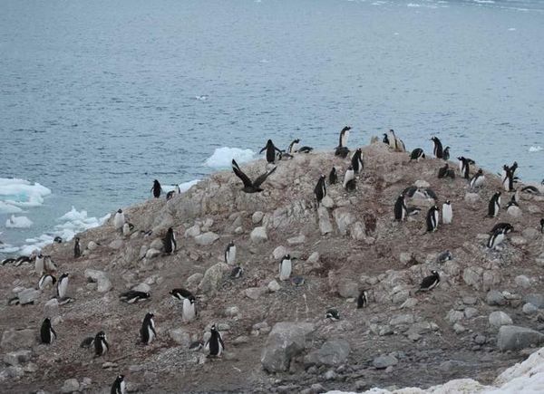 Владимир Ромашкин - Загадки исчезнувших цивилизаций. Часть I. Загадочная Антарктида