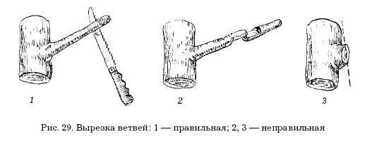 Оксана Петросян - Садовые деревья и кустарники