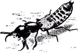 Жан-Анри Фабр - Жизнь насекомых. Рассказы энтомолога