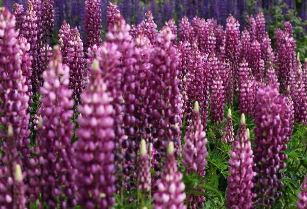 Владимир Ромашкин - Загадки исчезнувших цивилизаций. Часть I. Загадочная Антарктида