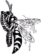 Жан-Анри Фабр - Жизнь насекомых. Рассказы энтомолога