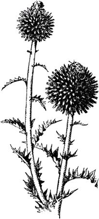 Жан-Анри Фабр - Жизнь насекомых. Рассказы энтомолога