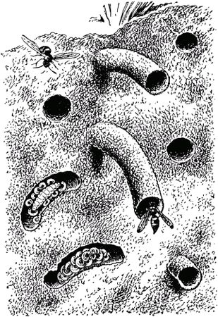 Жан-Анри Фабр - Жизнь насекомых. Рассказы энтомолога