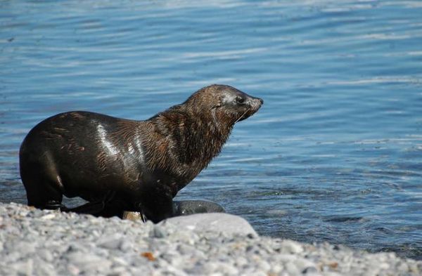 Владимир Ромашкин - Загадки исчезнувших цивилизаций. Часть I. Загадочная Антарктида