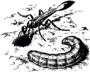 Жан-Анри Фабр - Жизнь насекомых. Рассказы энтомолога