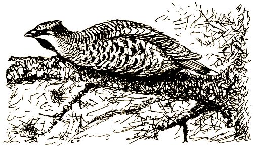 Валерий Янковский - Тигр, олень, женьшень