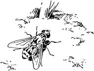 Жизнь насекомых. Рассказы энтомолога