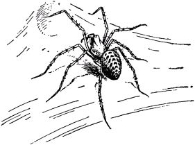 Жан-Анри Фабр - Жизнь насекомых. Рассказы энтомолога