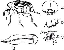 Жан-Анри Фабр - Жизнь насекомых. Рассказы энтомолога