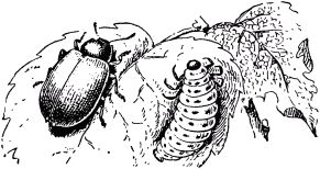 Жан-Анри Фабр - Жизнь насекомых. Рассказы энтомолога