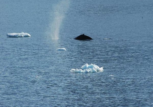Владимир Ромашкин - Загадки исчезнувших цивилизаций. Часть I. Загадочная Антарктида