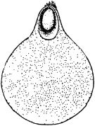 Жан-Анри Фабр - Жизнь насекомых. Рассказы энтомолога