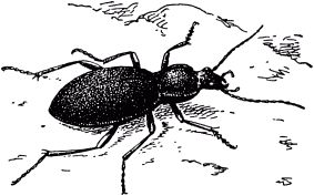 Жан-Анри Фабр - Жизнь насекомых. Рассказы энтомолога