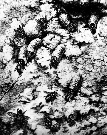 Жан-Анри Фабр - Жизнь насекомых. Рассказы энтомолога