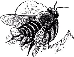 Жан-Анри Фабр - Жизнь насекомых. Рассказы энтомолога