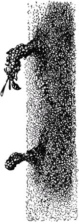 Жан-Анри Фабр - Жизнь насекомых. Рассказы энтомолога