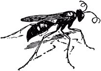 Жизнь насекомых. Рассказы энтомолога