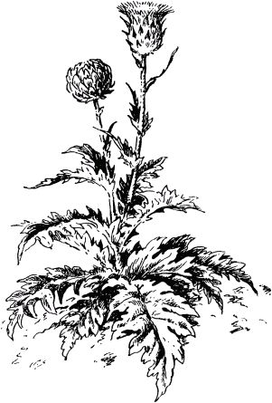 Жан-Анри Фабр - Жизнь насекомых. Рассказы энтомолога