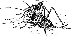 Жан-Анри Фабр - Жизнь насекомых. Рассказы энтомолога