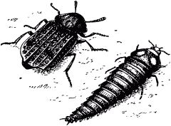 Жан-Анри Фабр - Жизнь насекомых. Рассказы энтомолога