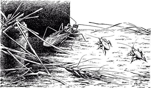 Жан-Анри Фабр - Жизнь насекомых. Рассказы энтомолога