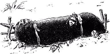 Жан-Анри Фабр - Жизнь насекомых. Рассказы энтомолога