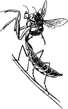 Жан-Анри Фабр - Жизнь насекомых. Рассказы энтомолога