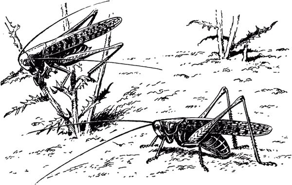 Жан-Анри Фабр - Жизнь насекомых. Рассказы энтомолога