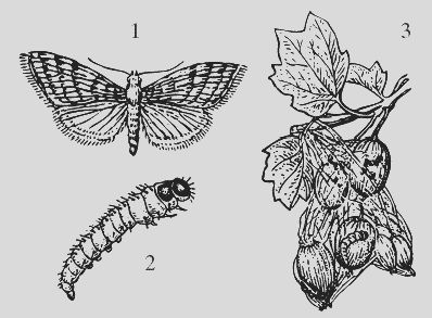 Николай Звонарев - Крыжовник. Сажаем, выращиваем, заготавливаем