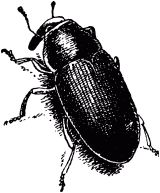 Жан-Анри Фабр - Жизнь насекомых. Рассказы энтомолога