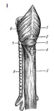 Коллектив авторов - Избранные лекции по факультетской хирургии: учебное пособие