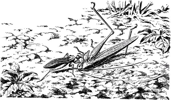 Жан-Анри Фабр - Жизнь насекомых. Рассказы энтомолога