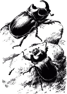 Жан-Анри Фабр - Жизнь насекомых. Рассказы энтомолога