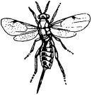 Жизнь насекомых. Рассказы энтомолога