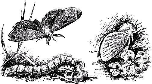 Жан-Анри Фабр - Жизнь насекомых. Рассказы энтомолога