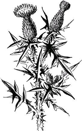 Жан-Анри Фабр - Жизнь насекомых. Рассказы энтомолога