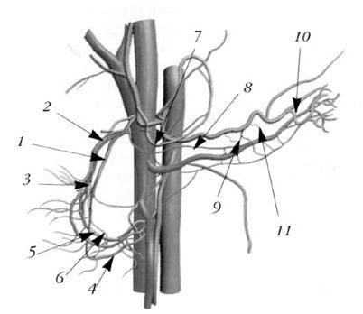 Коллектив авторов - Избранные лекции по факультетской хирургии: учебное пособие