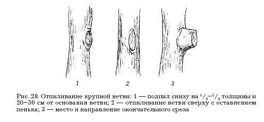 Оксана Петросян - Садовые деревья и кустарники