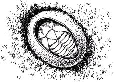 Жан-Анри Фабр - Жизнь насекомых. Рассказы энтомолога