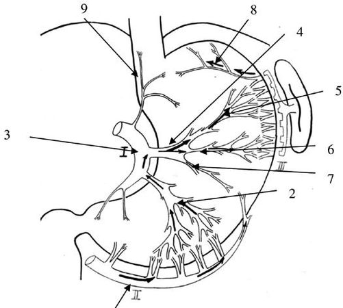 Коллектив авторов - Избранные лекции по факультетской хирургии: учебное пособие