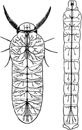 Жан-Анри Фабр - Жизнь насекомых. Рассказы энтомолога