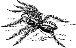 Жан-Анри Фабр - Жизнь насекомых. Рассказы энтомолога