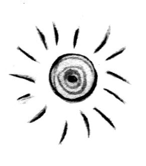 Пал Бекеш - Барсук с нашего двора