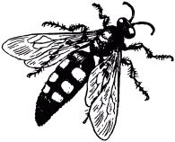 Жан-Анри Фабр - Жизнь насекомых. Рассказы энтомолога