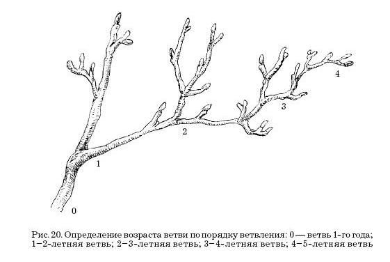Оксана Петросян - Садовые деревья и кустарники