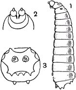 Жан-Анри Фабр - Жизнь насекомых. Рассказы энтомолога