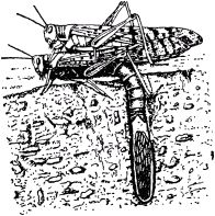 Жан-Анри Фабр - Жизнь насекомых. Рассказы энтомолога