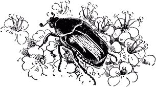 Жан-Анри Фабр - Жизнь насекомых. Рассказы энтомолога